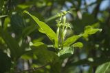 Weigela middendorffiana. Верхушка побега с завязями. Санкт-Петербург, Ботанический сад БИН РАН, в культуре. 05.06.2019.