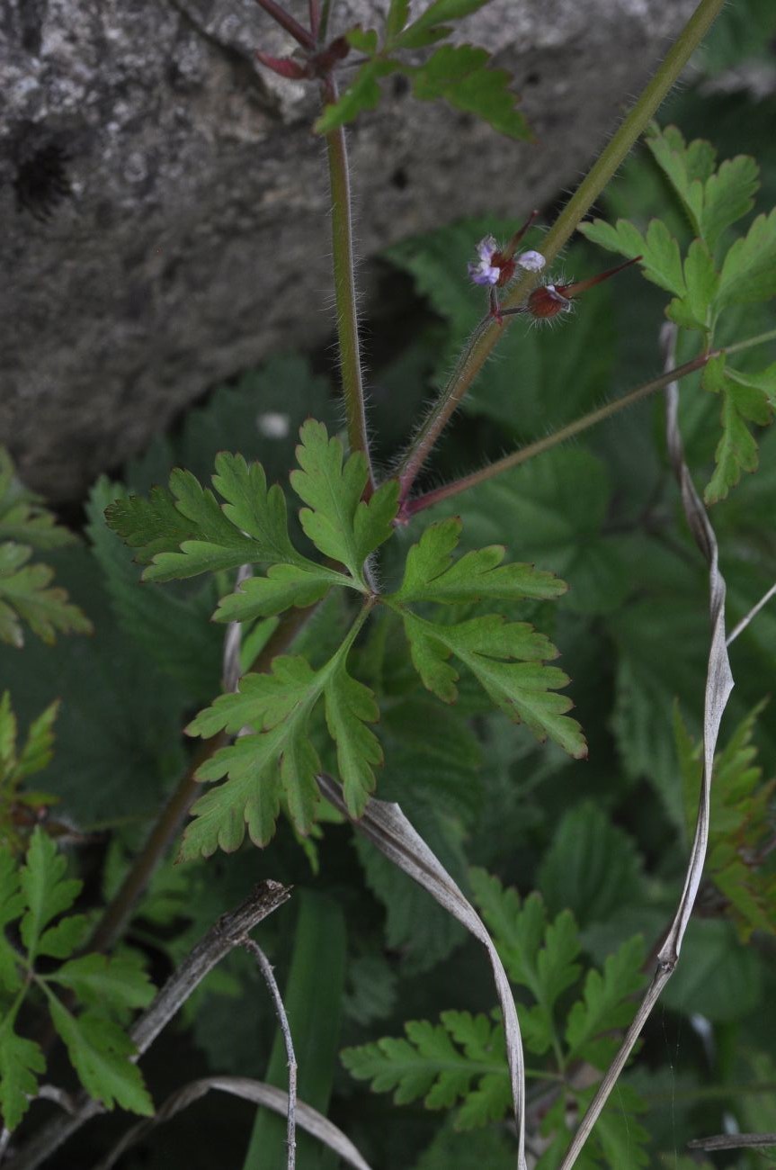 Изображение особи Geranium robertianum.