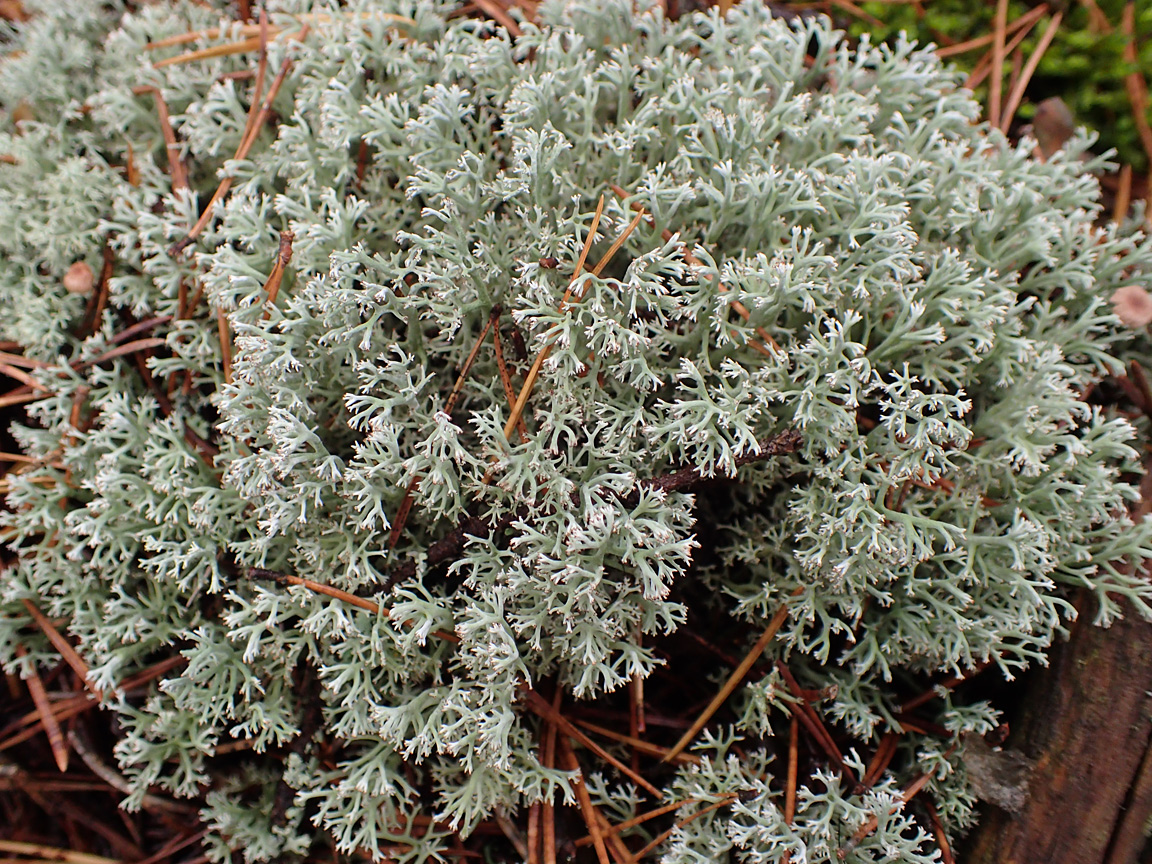 Изображение особи Cladonia rangiferina.