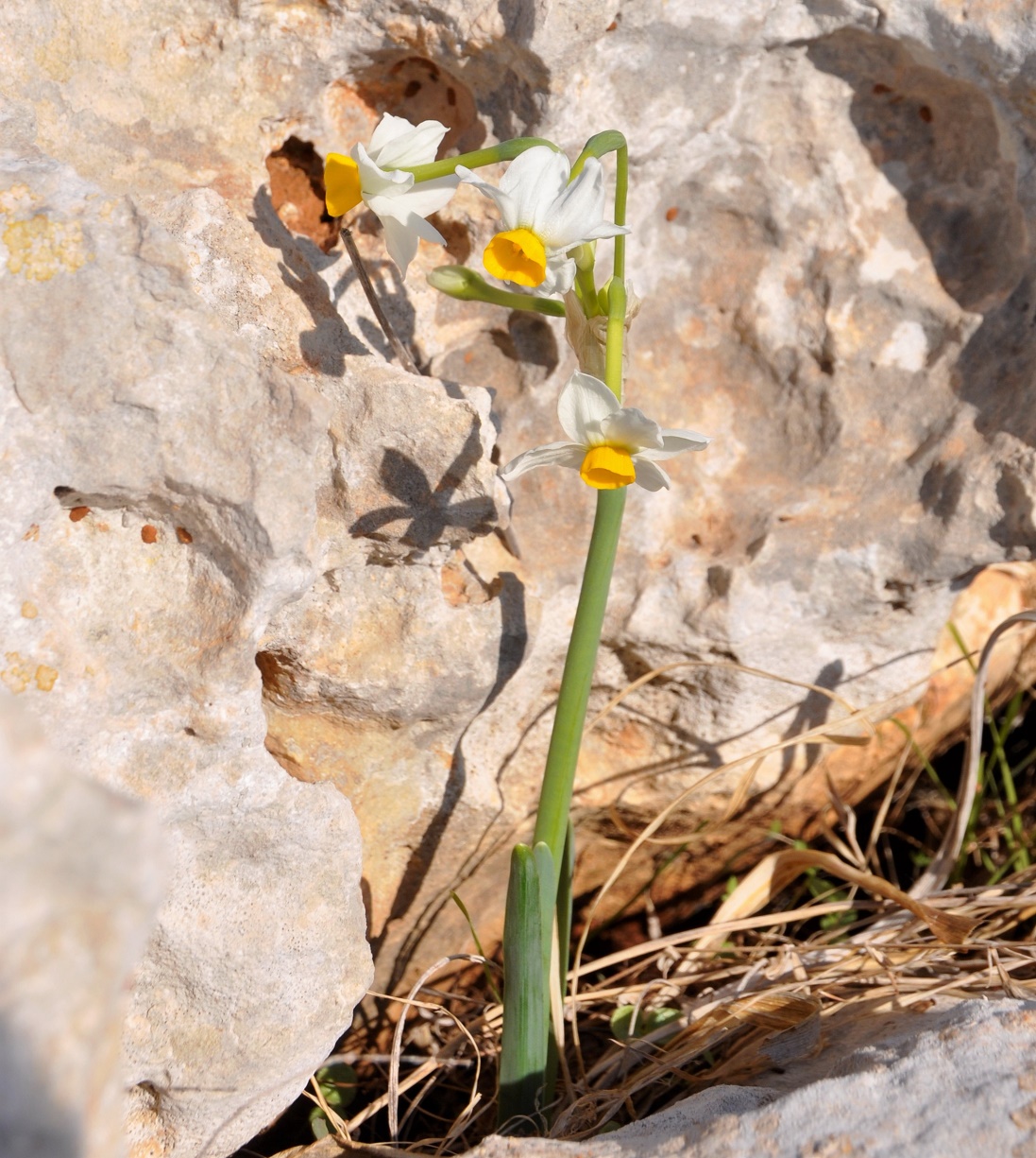 Изображение особи Narcissus tazetta.