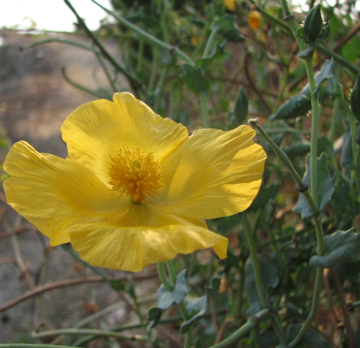 Image of Glaucium flavum specimen.