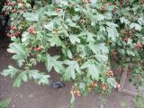 Crataegus
