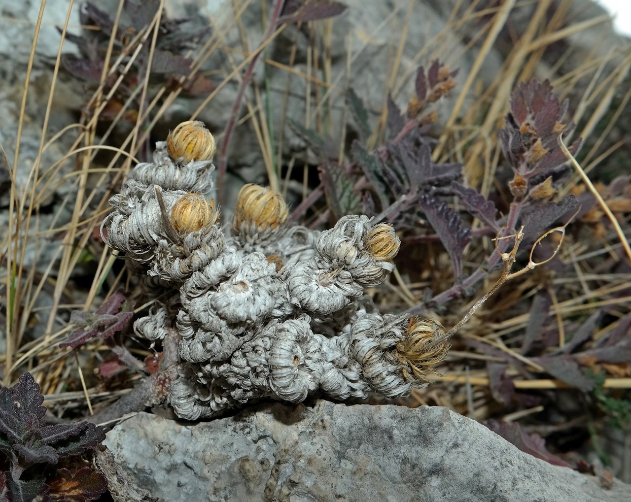 Image of Draba cuspidata specimen.