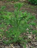 Carduus seminudus