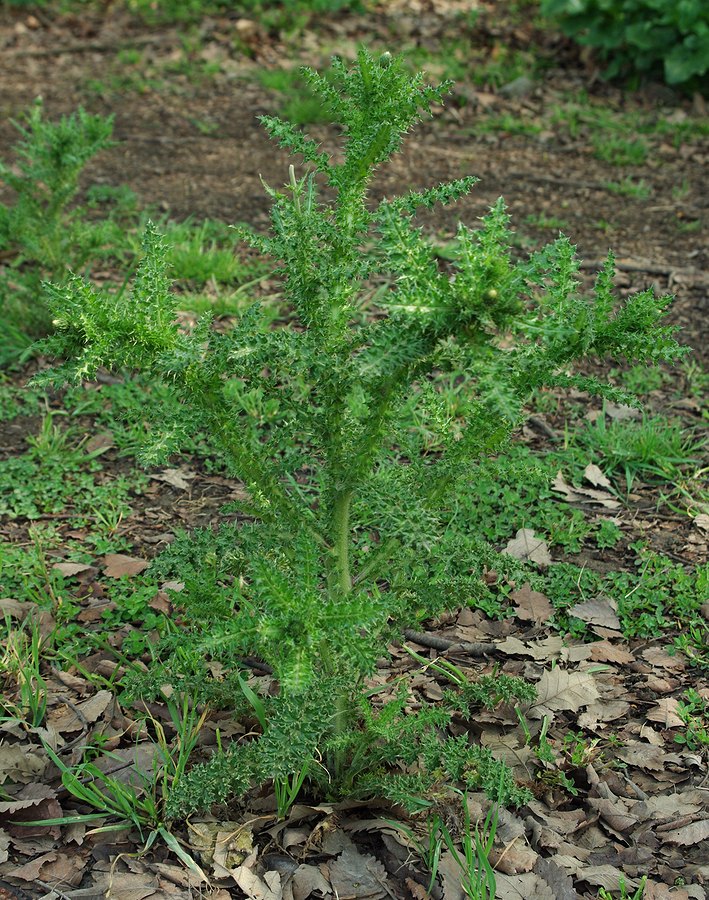 Изображение особи Carduus seminudus.