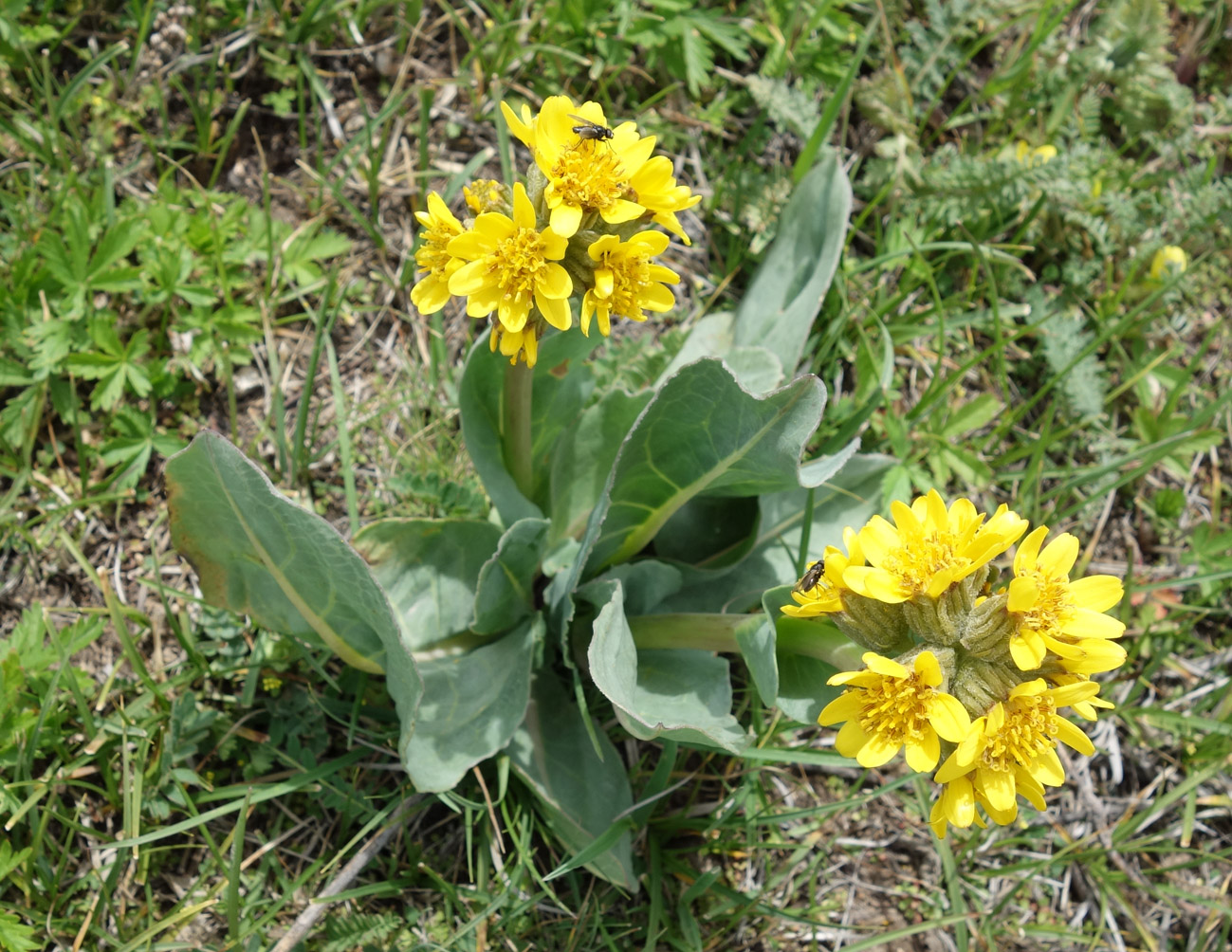 Изображение особи Ligularia alpigena.