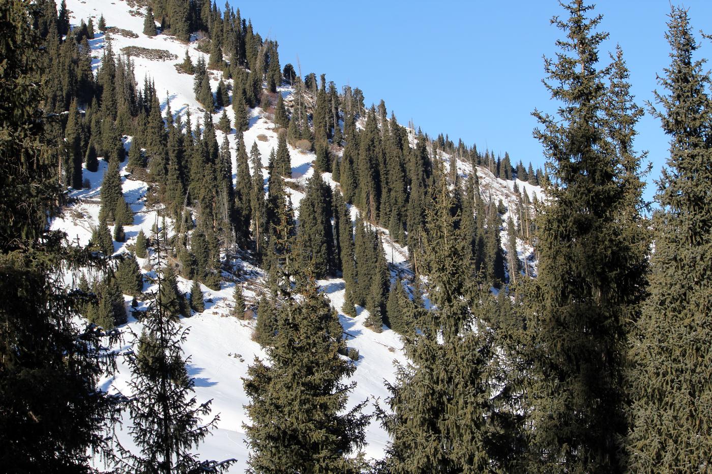 Image of Picea schrenkiana specimen.