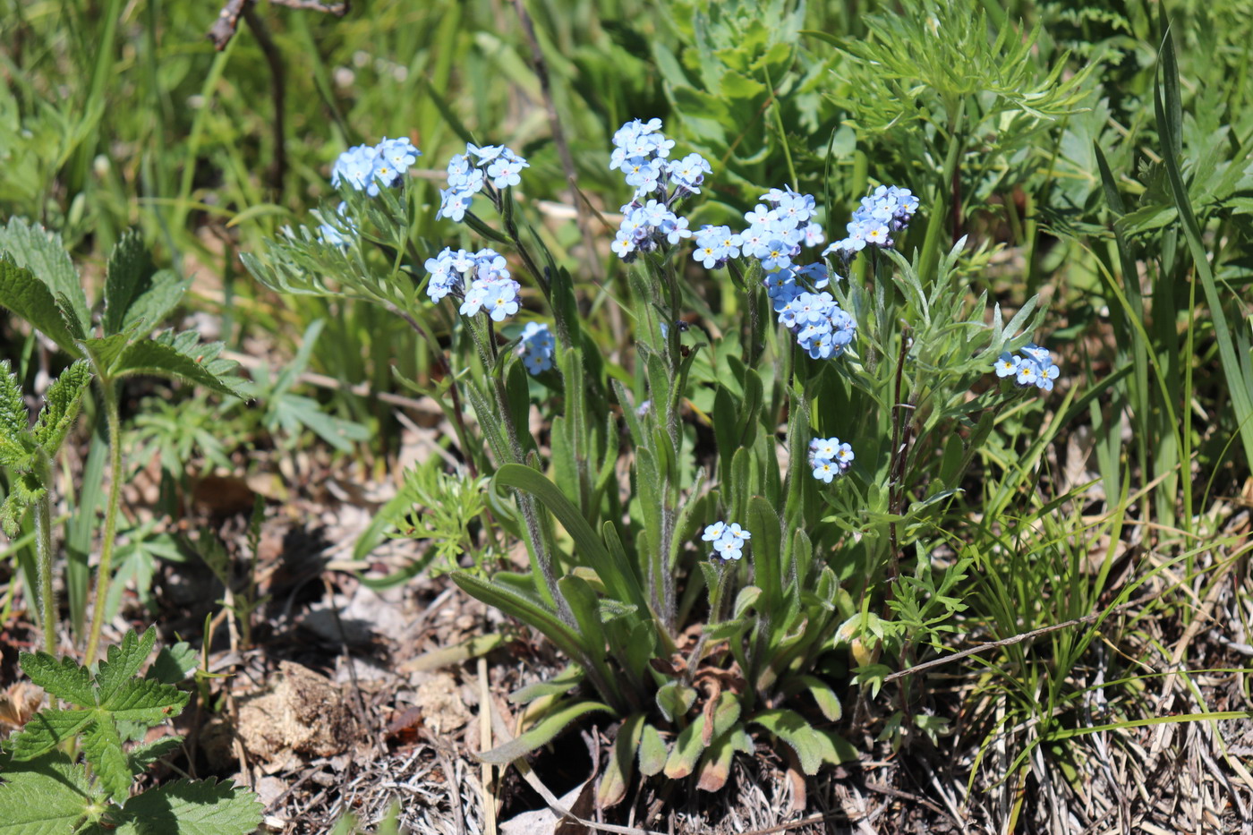 Image of Myosotis austrosibirica specimen.