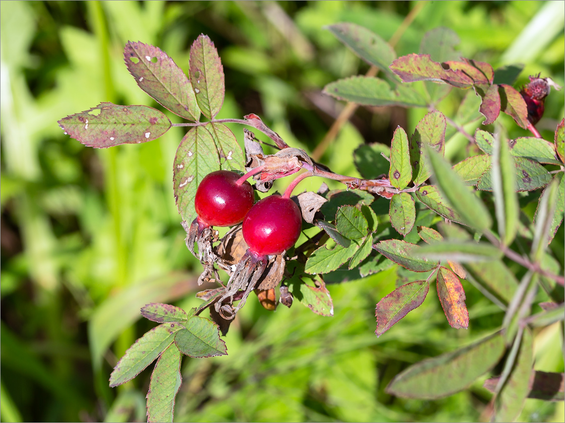 Image of Rosa cinnamomea specimen.