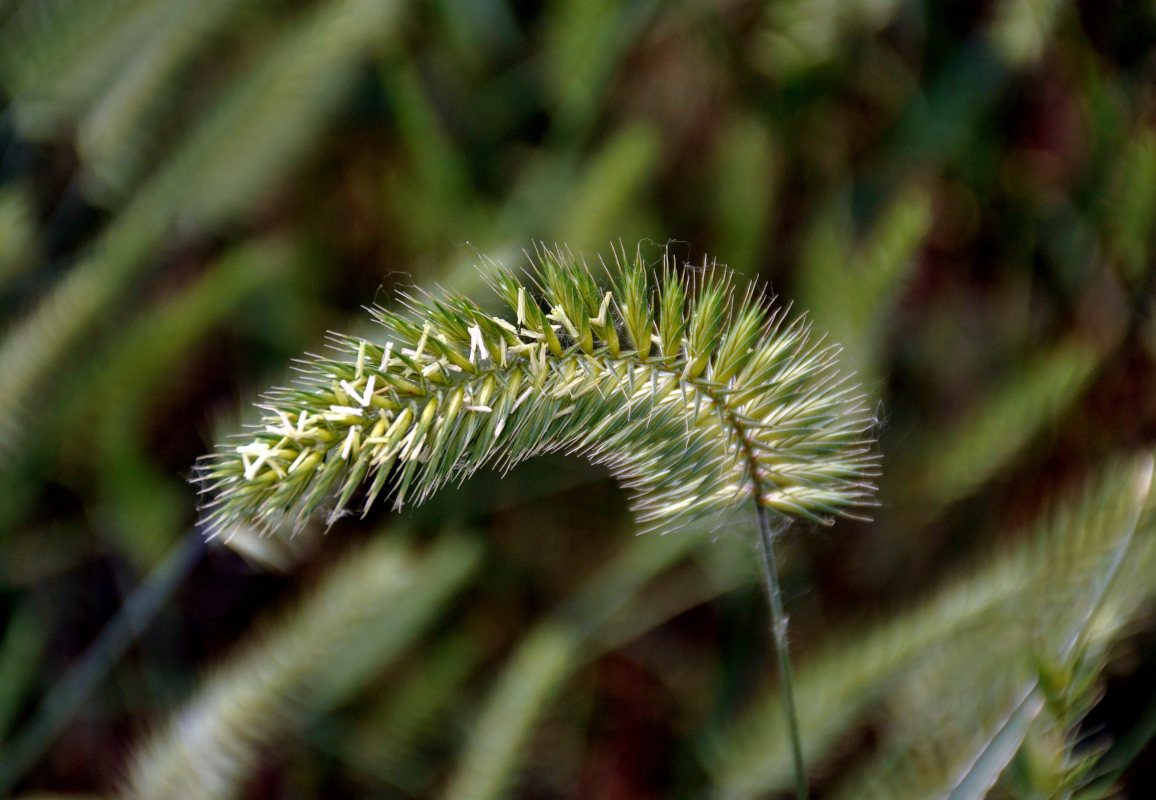 Изображение особи Agropyron pectinatum.