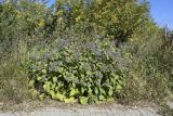 Borago officinalis