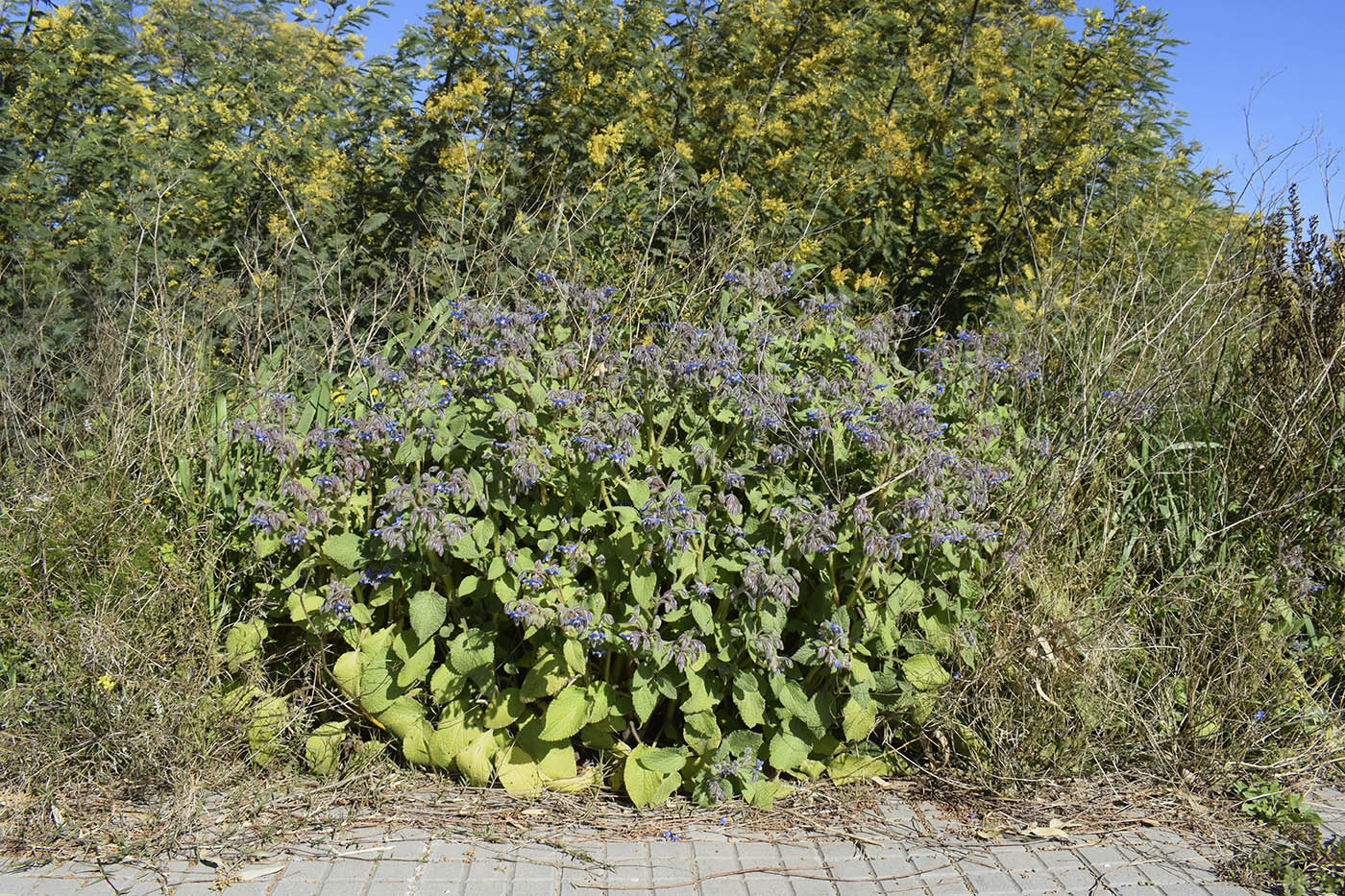 Изображение особи Borago officinalis.