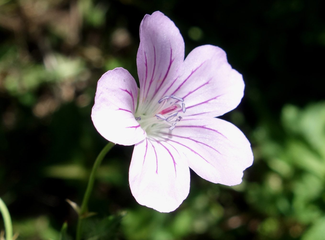 Изображение особи Geranium rectum.