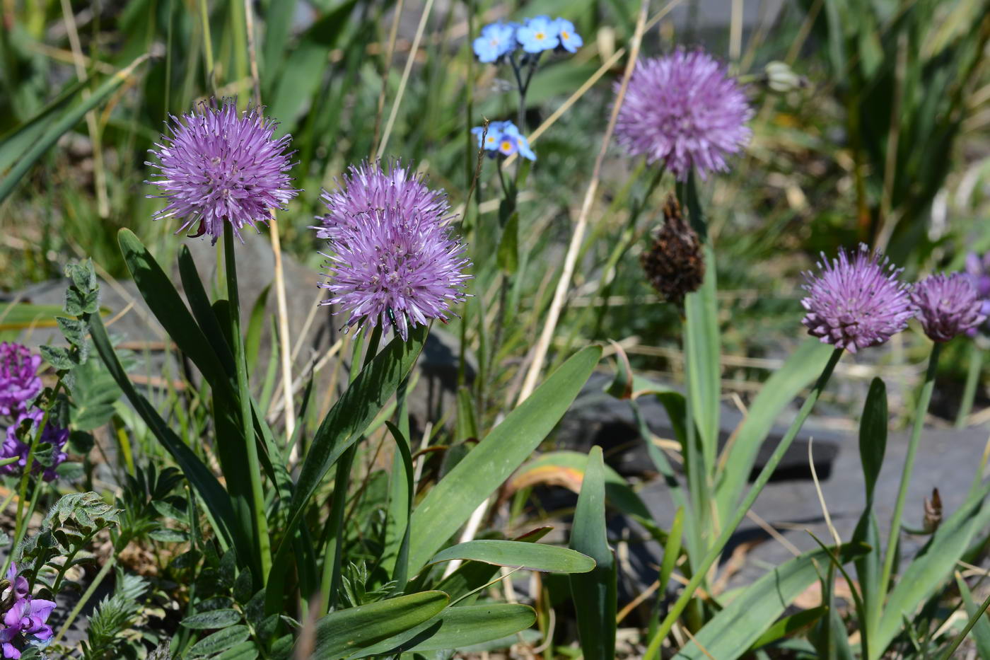 Изображение особи Allium platyspathum.