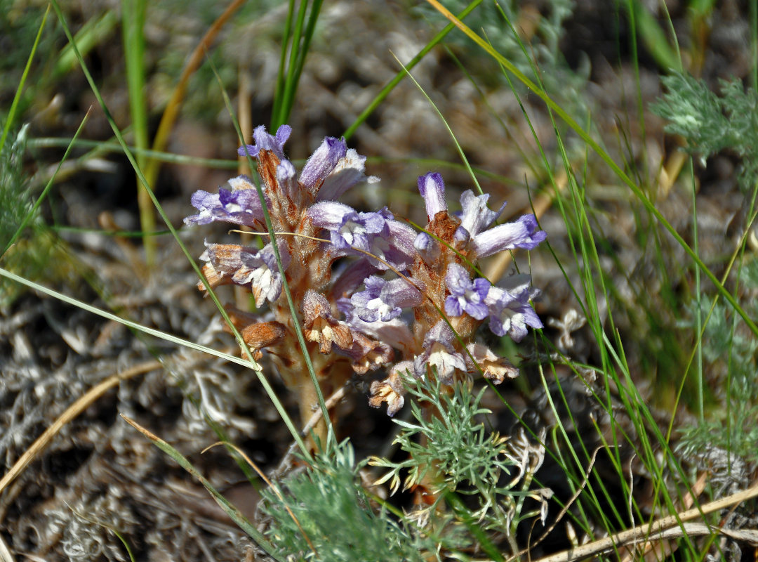 Image of Phelipanche caesia specimen.