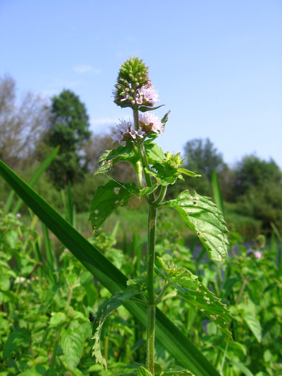 Image of Mentha aquatica specimen.