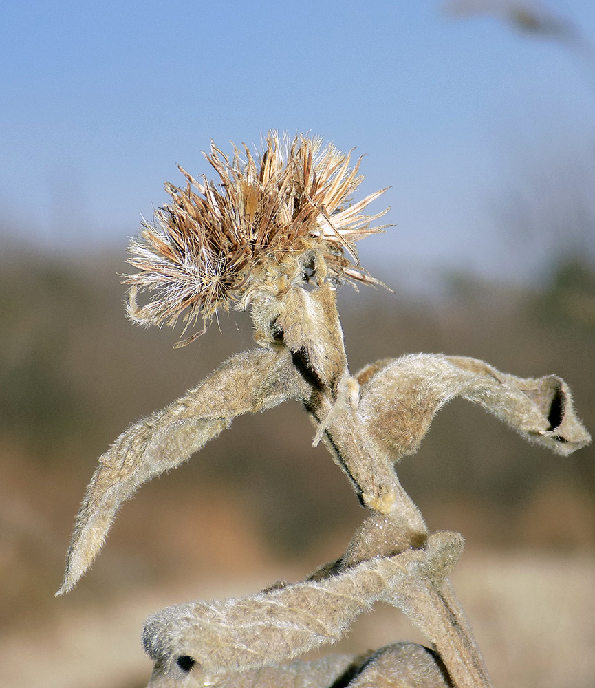 Image of Inula thapsoides specimen.