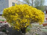 род Forsythia. Цветущее растение. Беларусь, г. Минск, школьный двор. 28.04.2020.