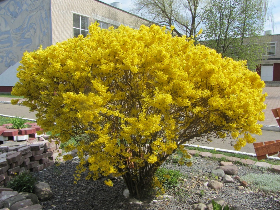 Изображение особи род Forsythia.