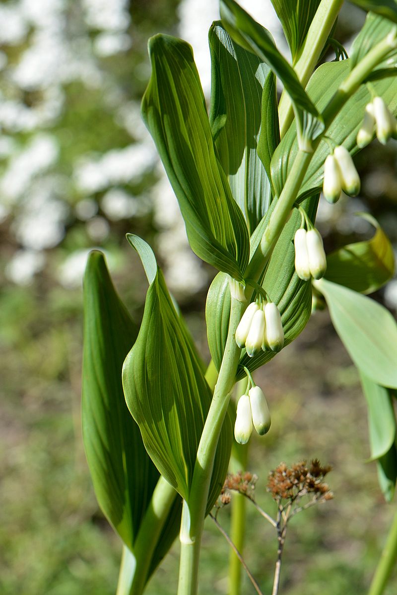 Image of Polygonatum &times; hybridum specimen.