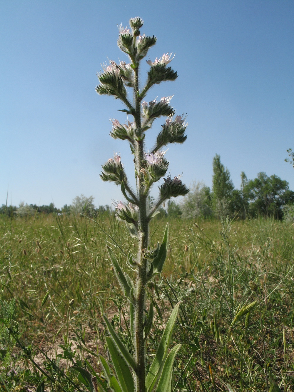 Image of Echium biebersteinii specimen.