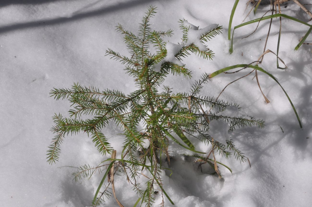 Изображение особи Picea abies.