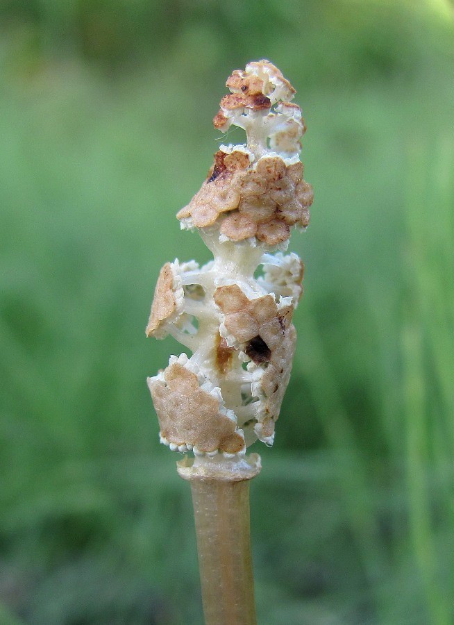 Image of Equisetum arvense specimen.