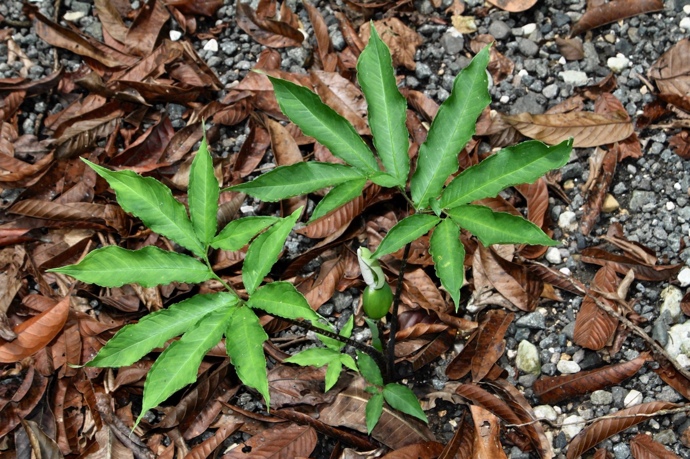 Изображение особи Xanthosoma helleborifolium.
