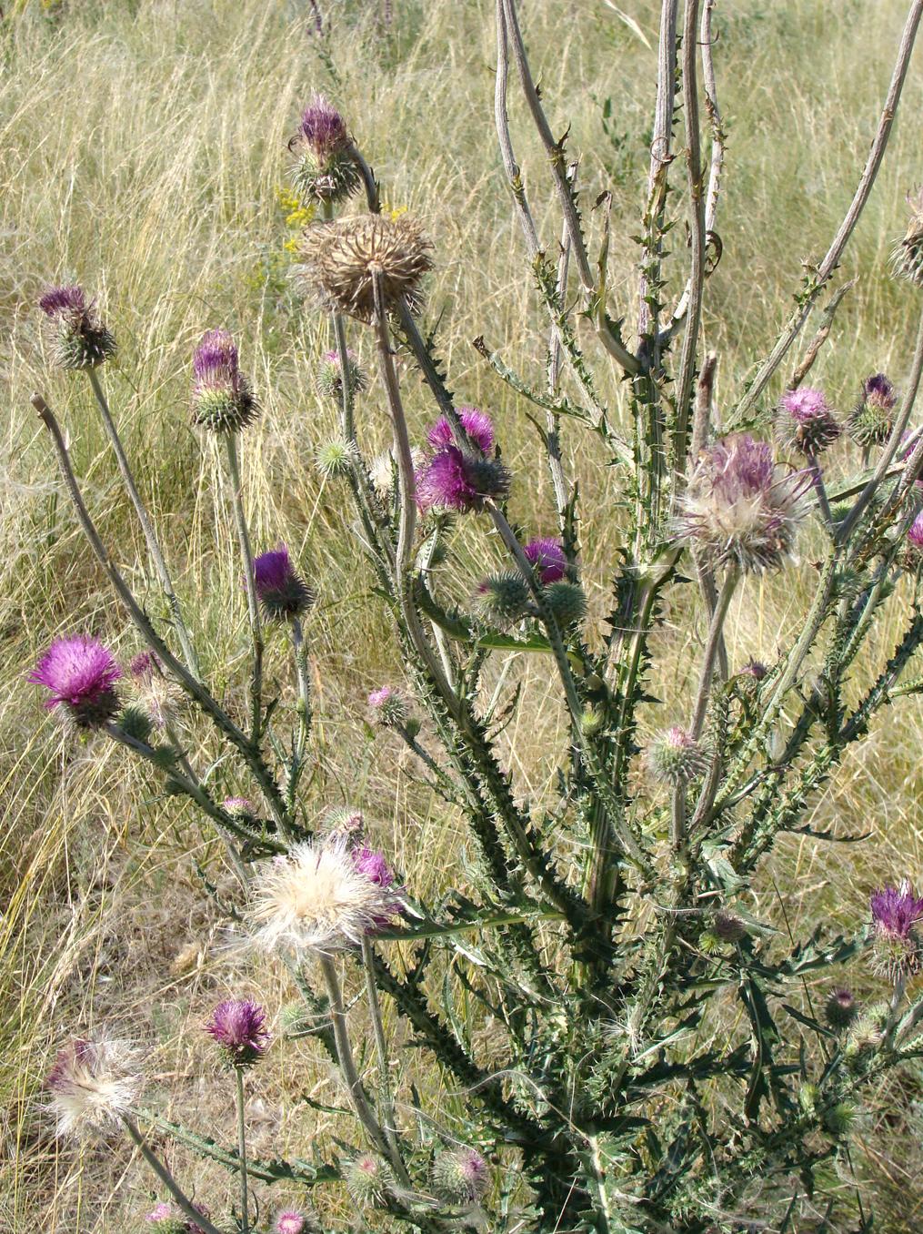 Изображение особи Carduus uncinatus.