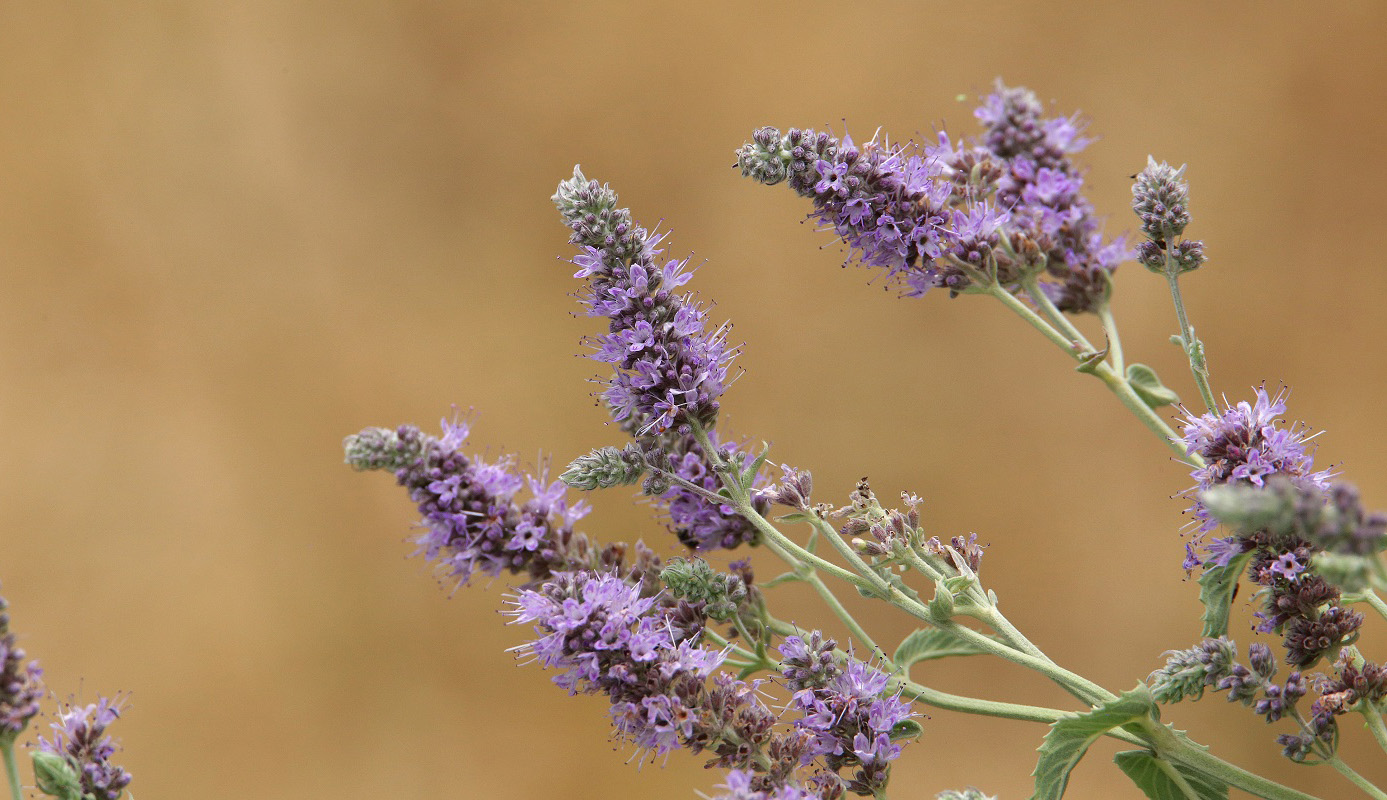 Image of Mentha asiatica specimen.