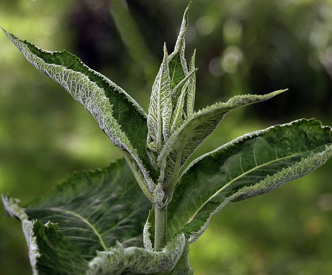 Image of Inula helenium specimen.