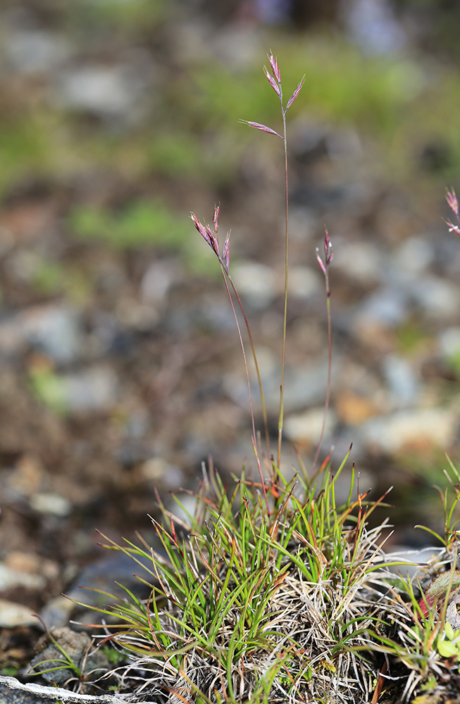 Изображение особи Festuca mollissima.