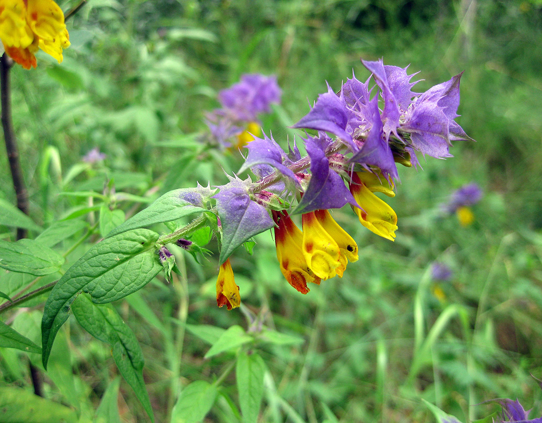 Image of Melampyrum nemorosum specimen.