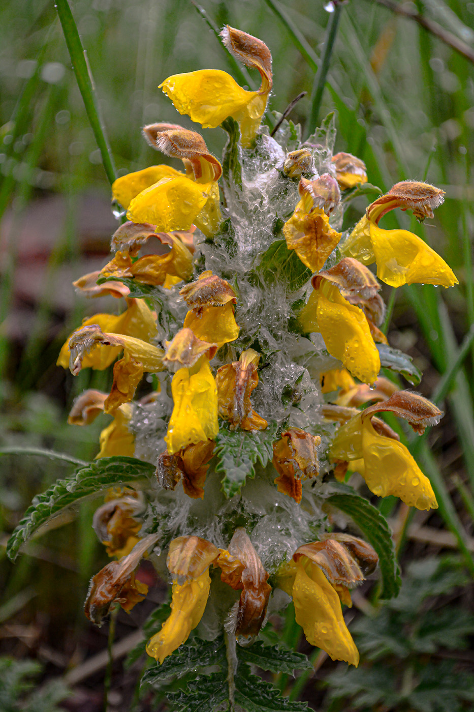 Изображение особи Phlomoides speciosa.