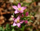 Centaurium erythraea подвид turcicum. Цветки и бутоны. Краснодарский край, городской округ Сочи, Сочи-Центр, Сочинский дендрарий, на газоне. Июль 2020 г.