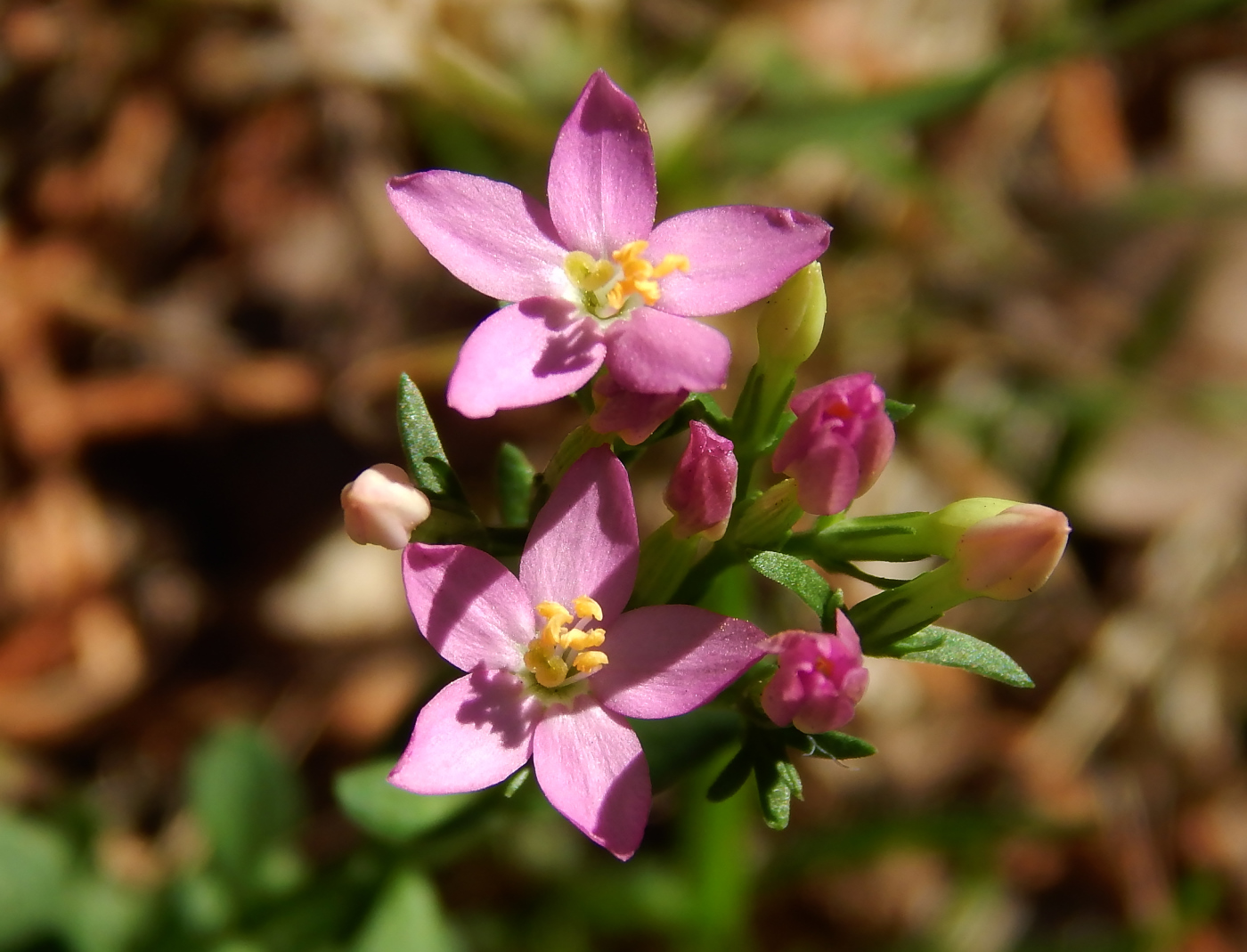 Image of Centaurium erythraea ssp. turcicum specimen.