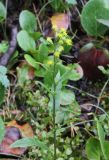 genus Solidago. Верхушка цветущего растения. Республика Алтай, Усть-Коксинский р-н, долина р. Куйгук, окр. водопада Куйгук, частично задернованная крупноглыбовая осыпь у подножья обрыва, редколесье из Pinus sibirica. 29 июля 2020 г.