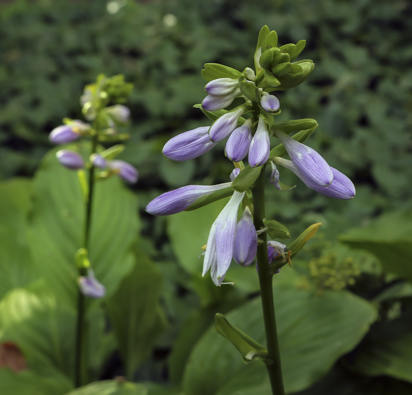 Изображение особи род Hosta.