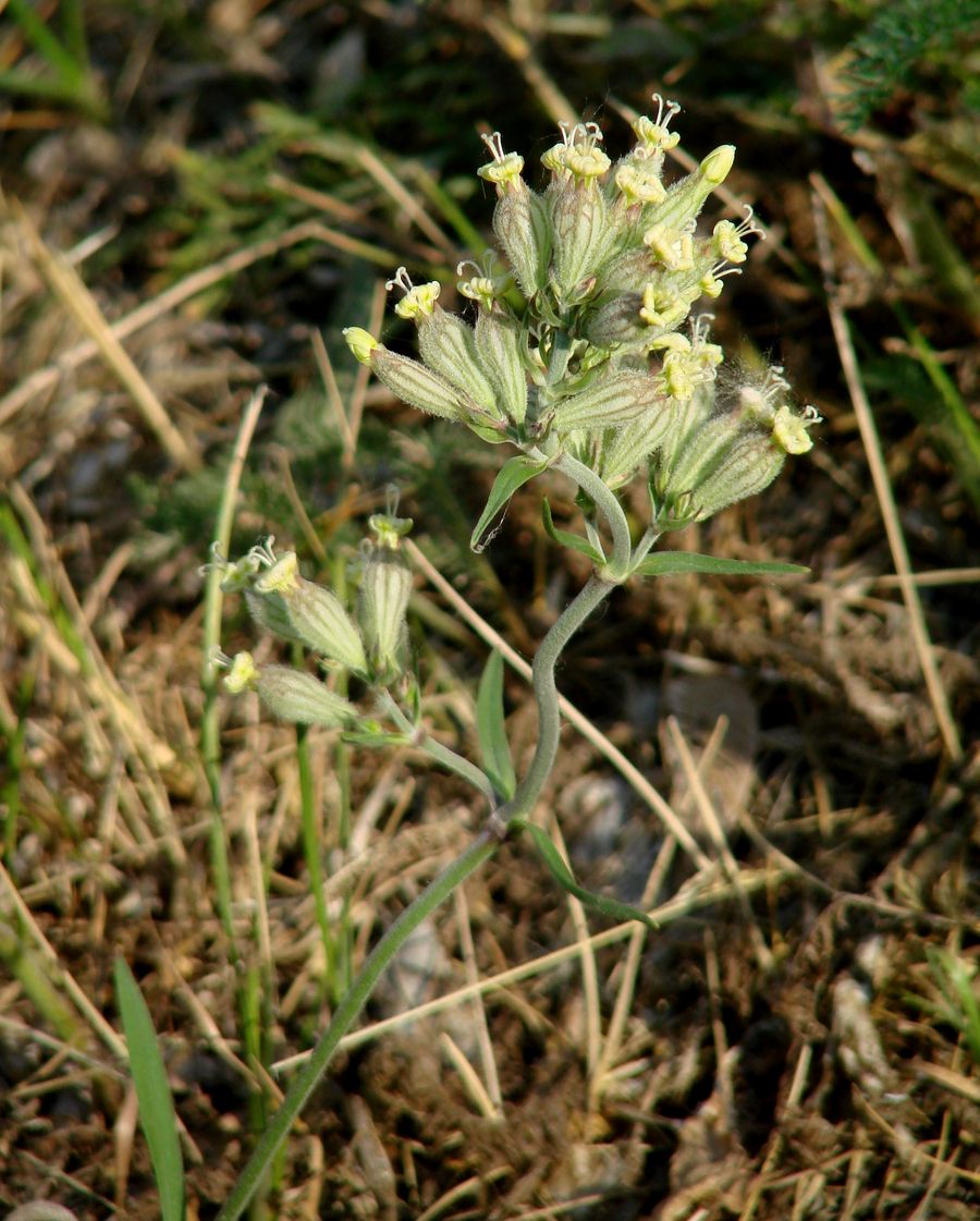 Image of Silene amoena specimen.