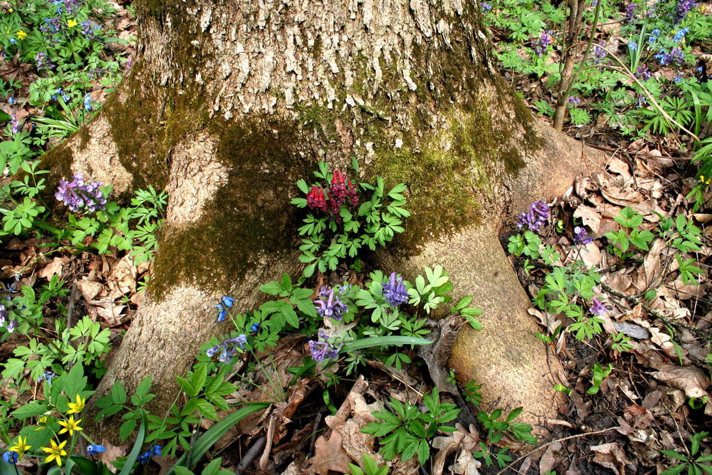 Изображение особи Corydalis solida.