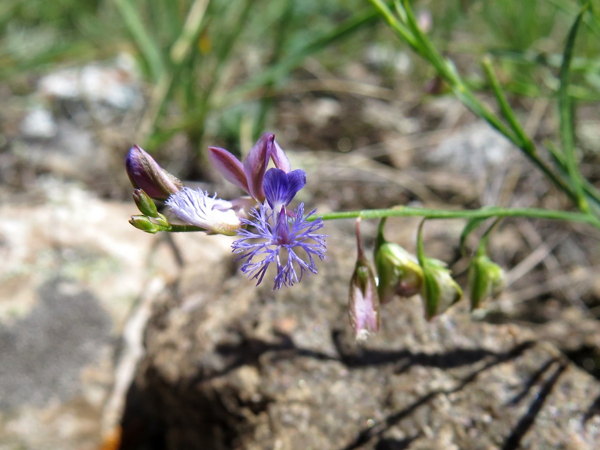 Изображение особи Polygala tenuifolia.