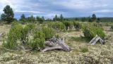 Juniperus niemannii