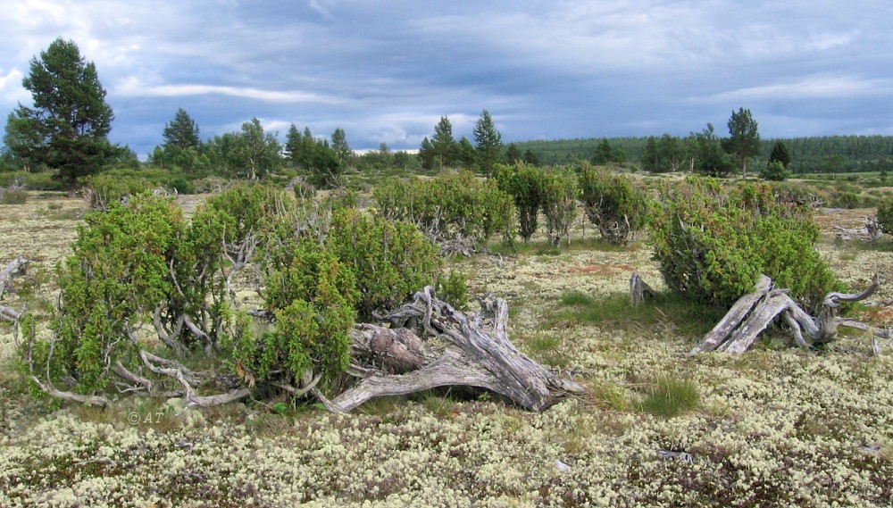 Изображение особи Juniperus niemannii.