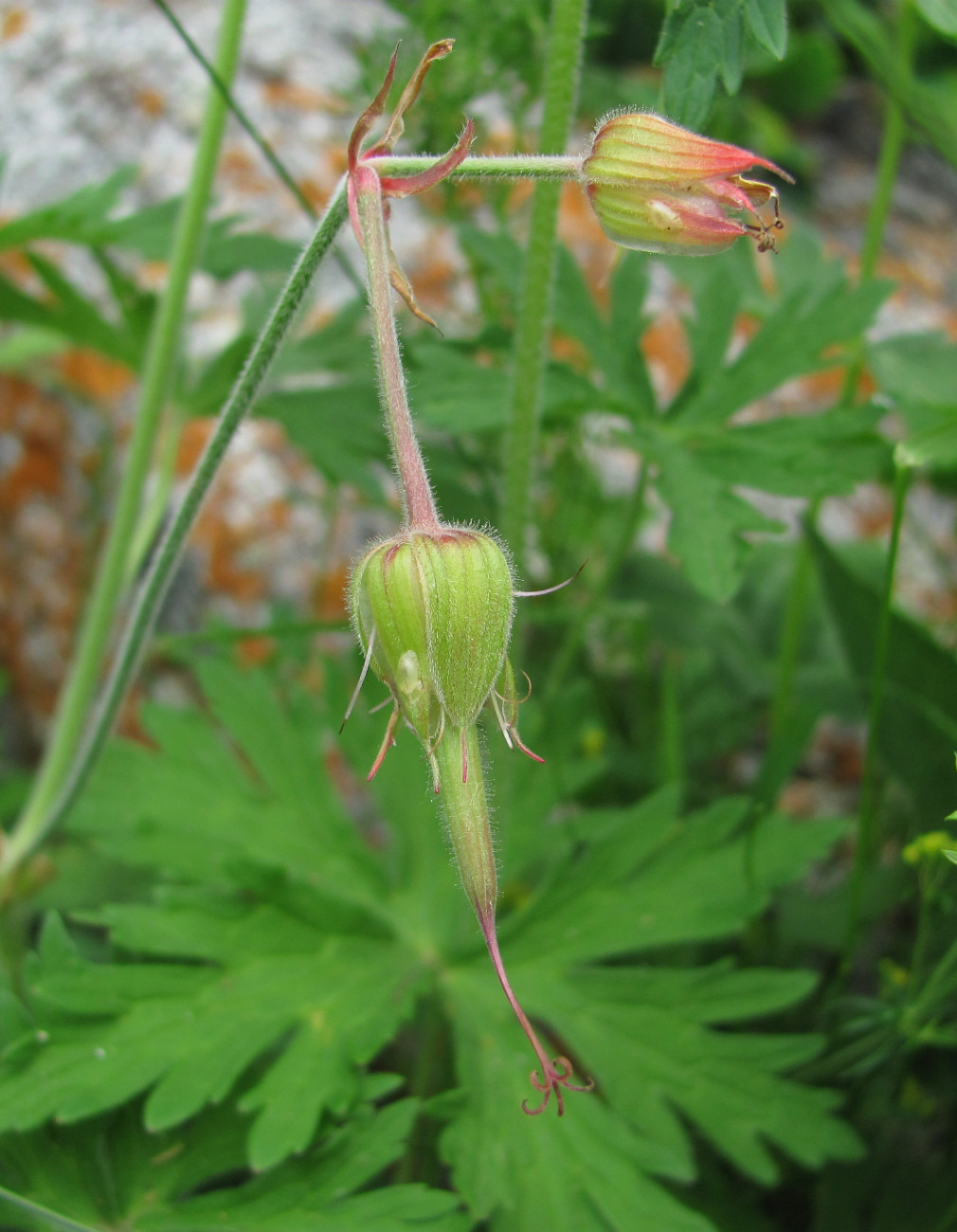 Изображение особи род Geranium.