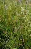 Agrostis gigantea