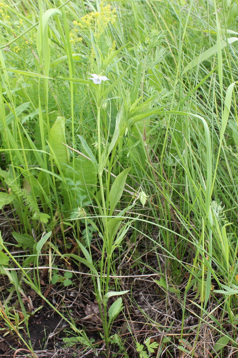 Изображение особи Viola accrescens.