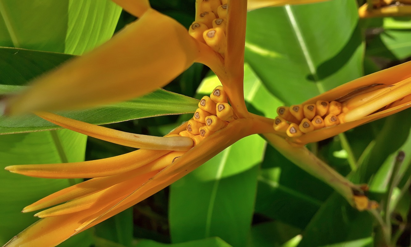 Image of Heliconia angusta specimen.