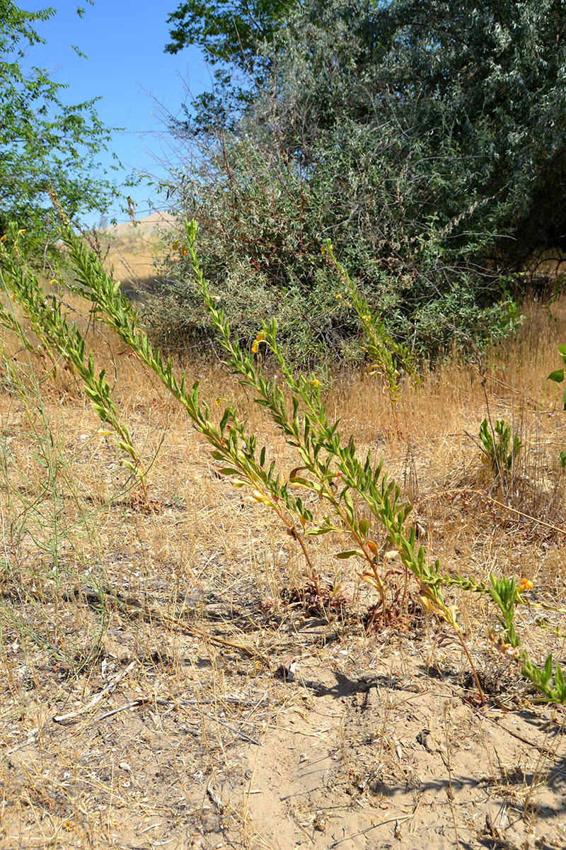 Image of genus Oenothera specimen.