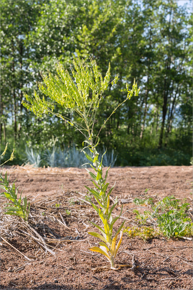 Image of Isatis tinctoria specimen.