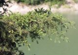 Juniperus deltoides
